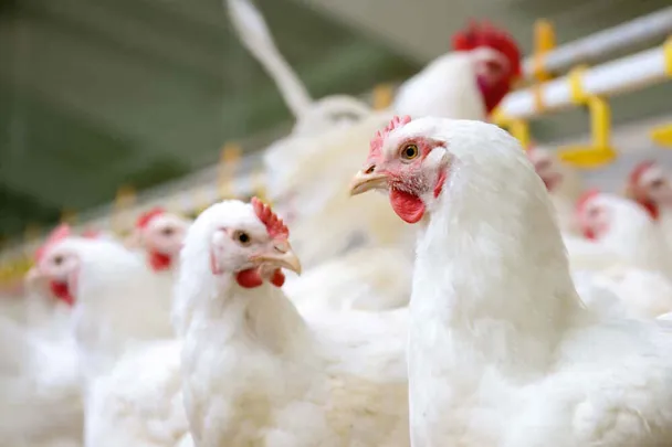 Legehennen Legehennen