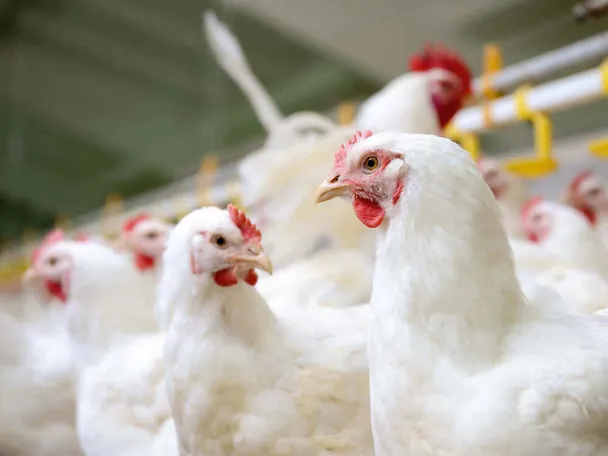 Legehennen Legehennen