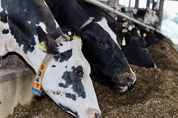 Kühe am Futtertisch