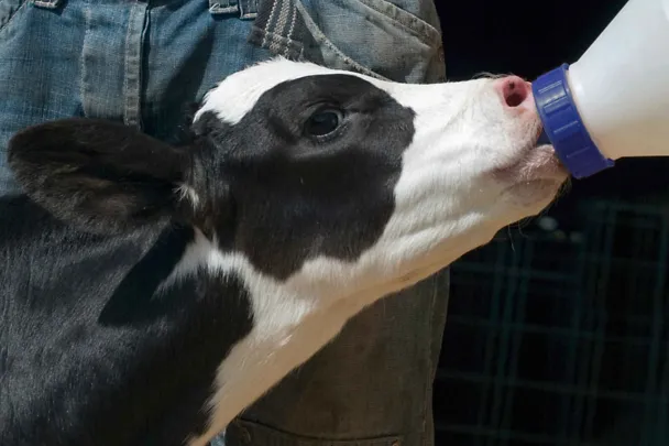 Kalb bei Kolostrumgabe