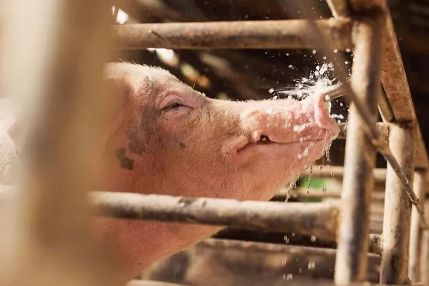 Schwein mit Wasser Schwein mit Wasser