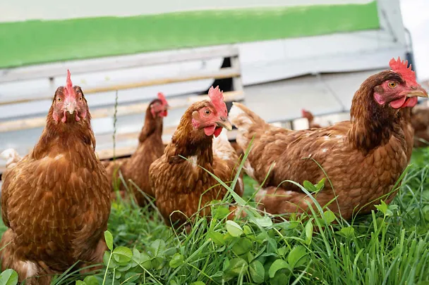 Legehennen vor Mobilstall Legehennen vor Mobilstall