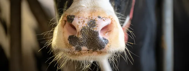 Nahaufnahme Rindermaul